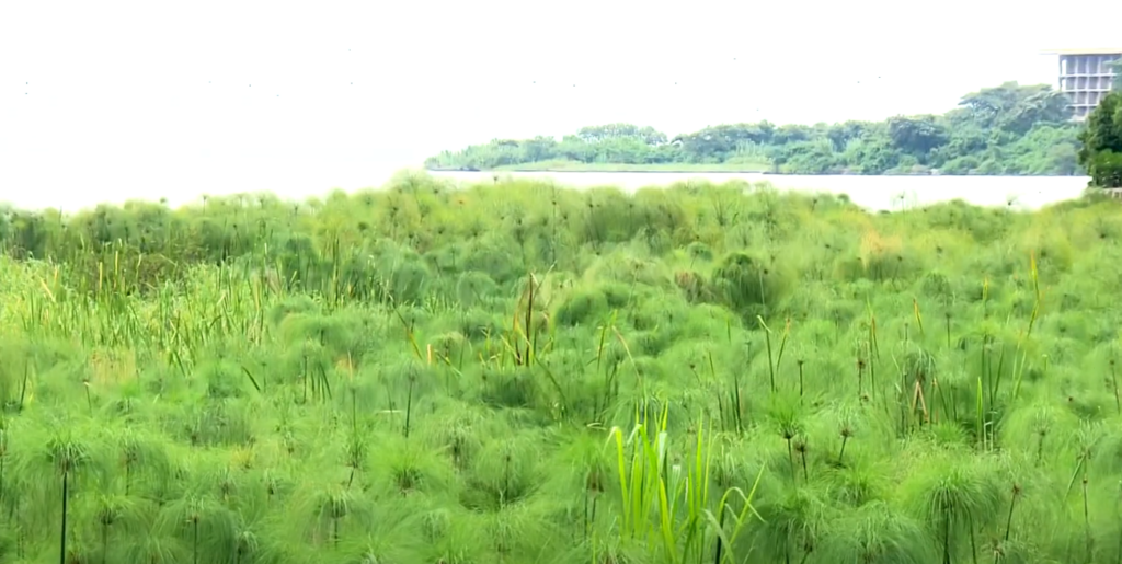 Papyrus Belted Buffer Zone at Lake Tana 1 2