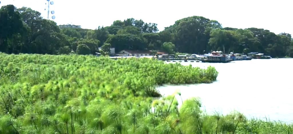 Pilot Papyrus Plantation Sites at Lake Tana Shoreline 2