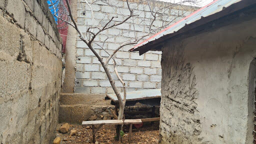 A withered guava tree 2
