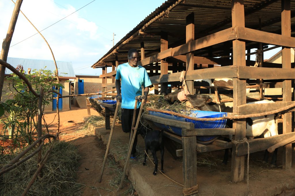 Antoine Mukeshimana feeding his cow that he was given by the government after relocating him from the island 2