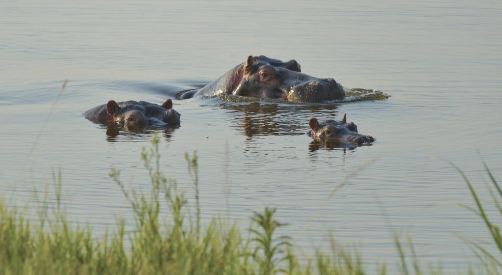The increase of hippo population near Sharita Island caused the government to relocate the residents for wildlife conservation and protecting people from hippo attacks. Courtesy