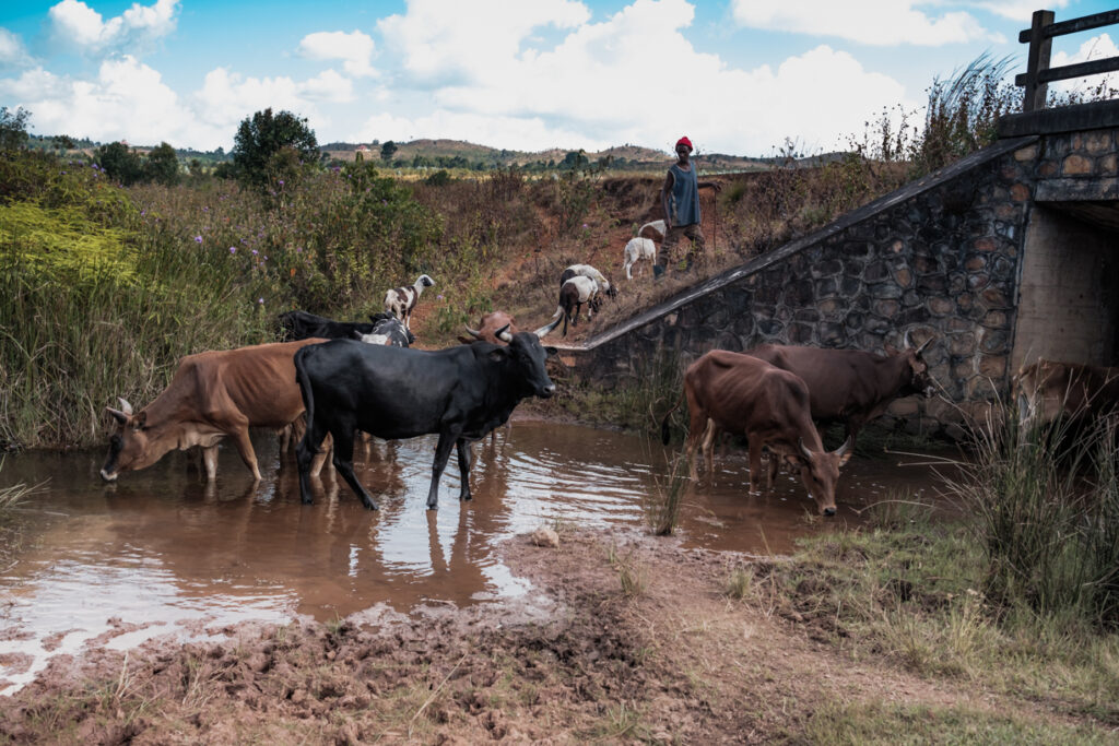 cows grazing on river jiji 2nd 2