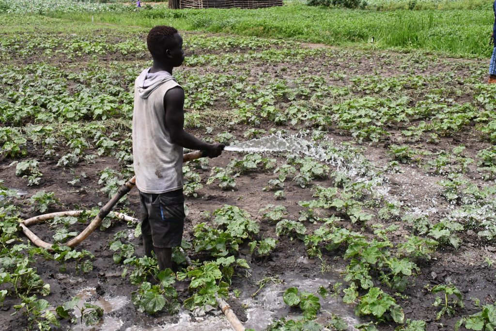 irrigating using Nile Water