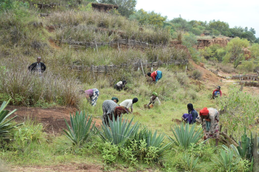 planting trees lake hawassa 2