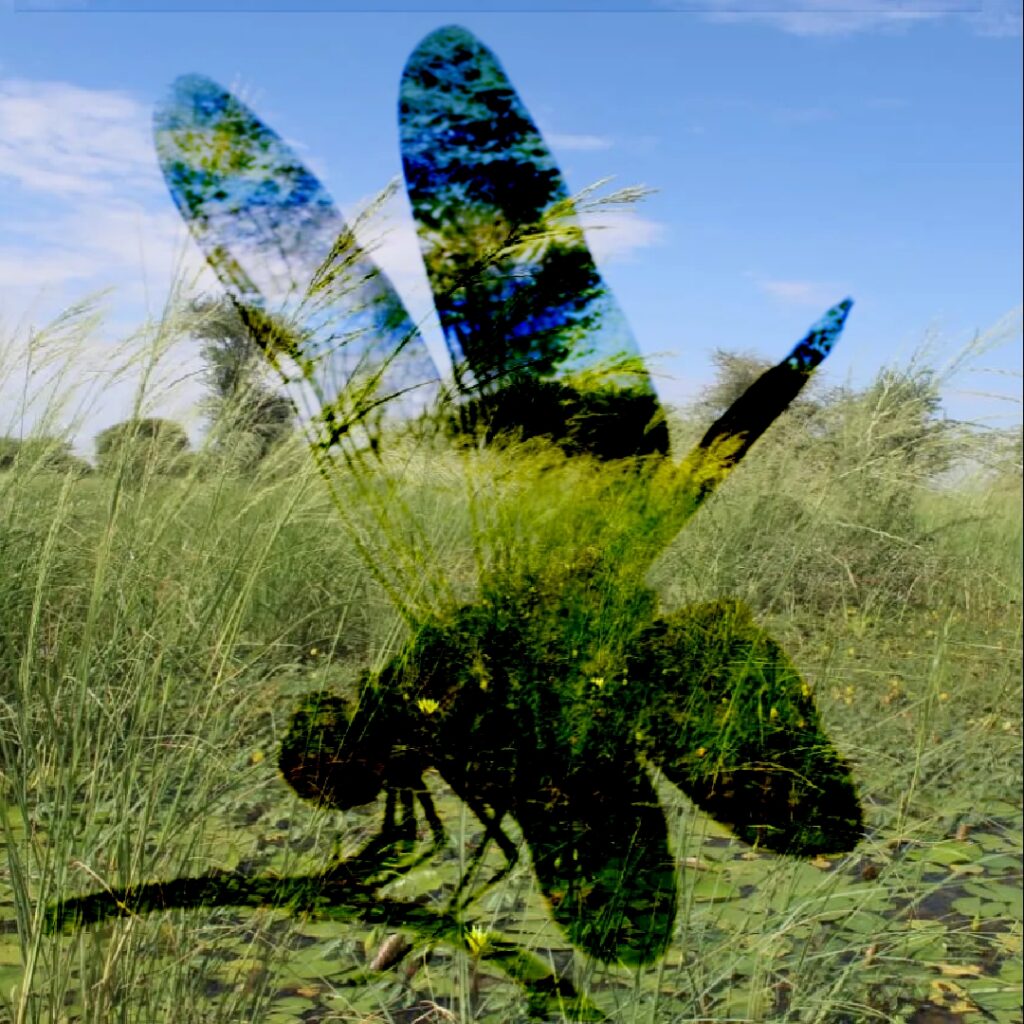 Biodiversity dragonfly 2