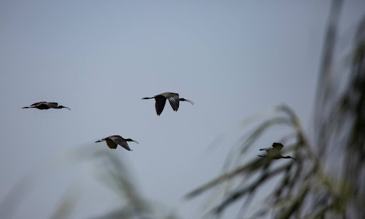 Black birds at Bullurus 2