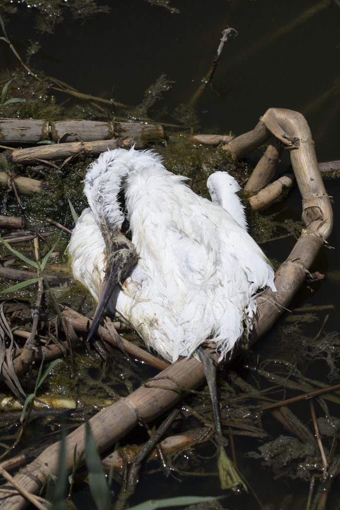 Dead egret