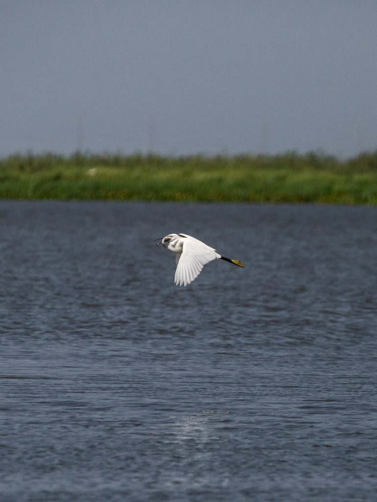 Egret Lake Bullurus