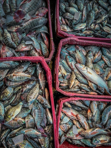 Fish from the fish ring 2