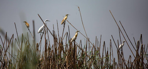 Group of birds in the nest area by Lake Burullus 2