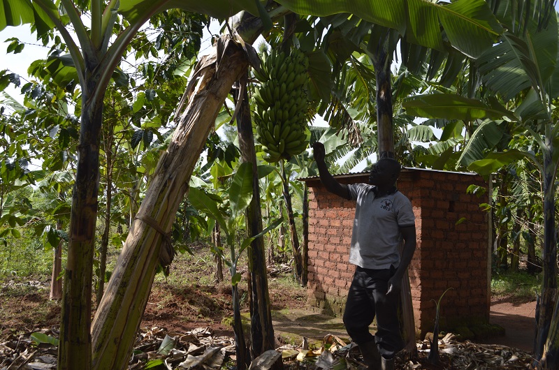 Ondoma checks a bunch of banana in his farm. Photo Credit Andrew Cohen Amvesi