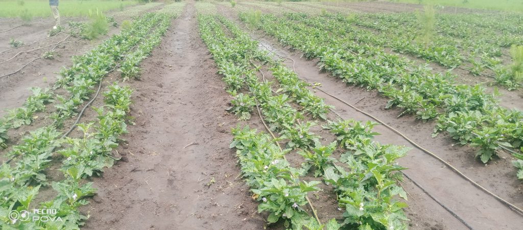irrigation
