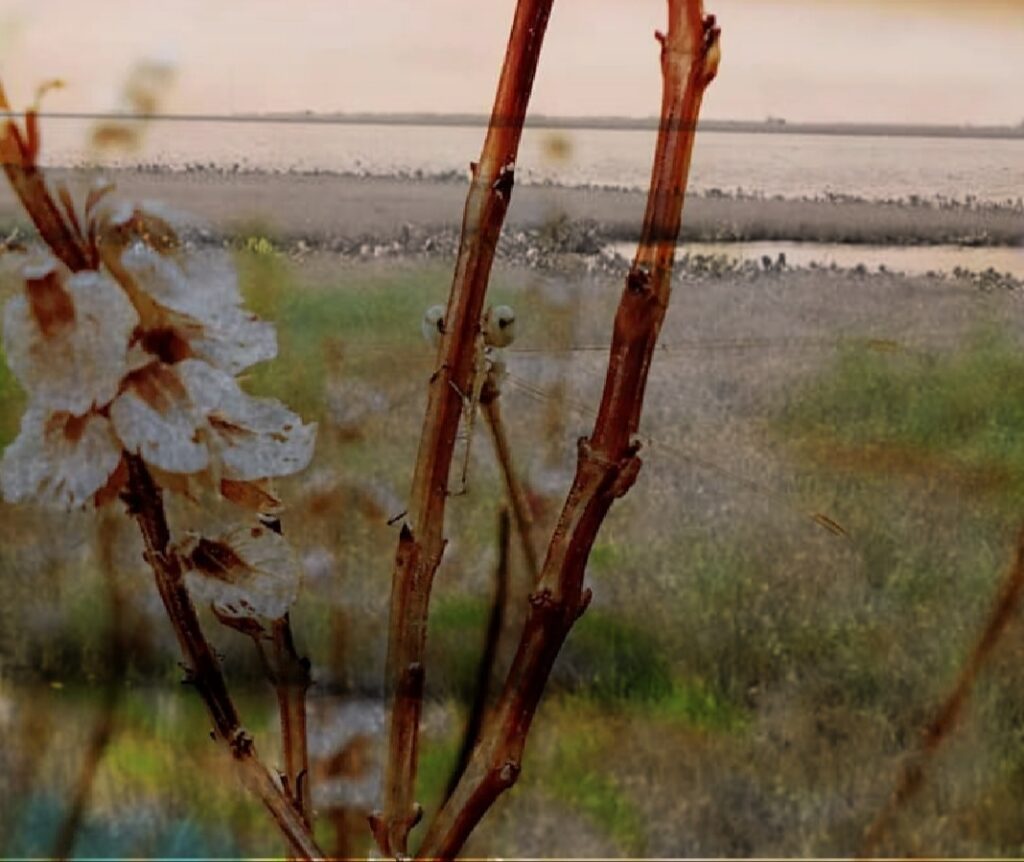 biodiversity along the Nile in Sudan 2