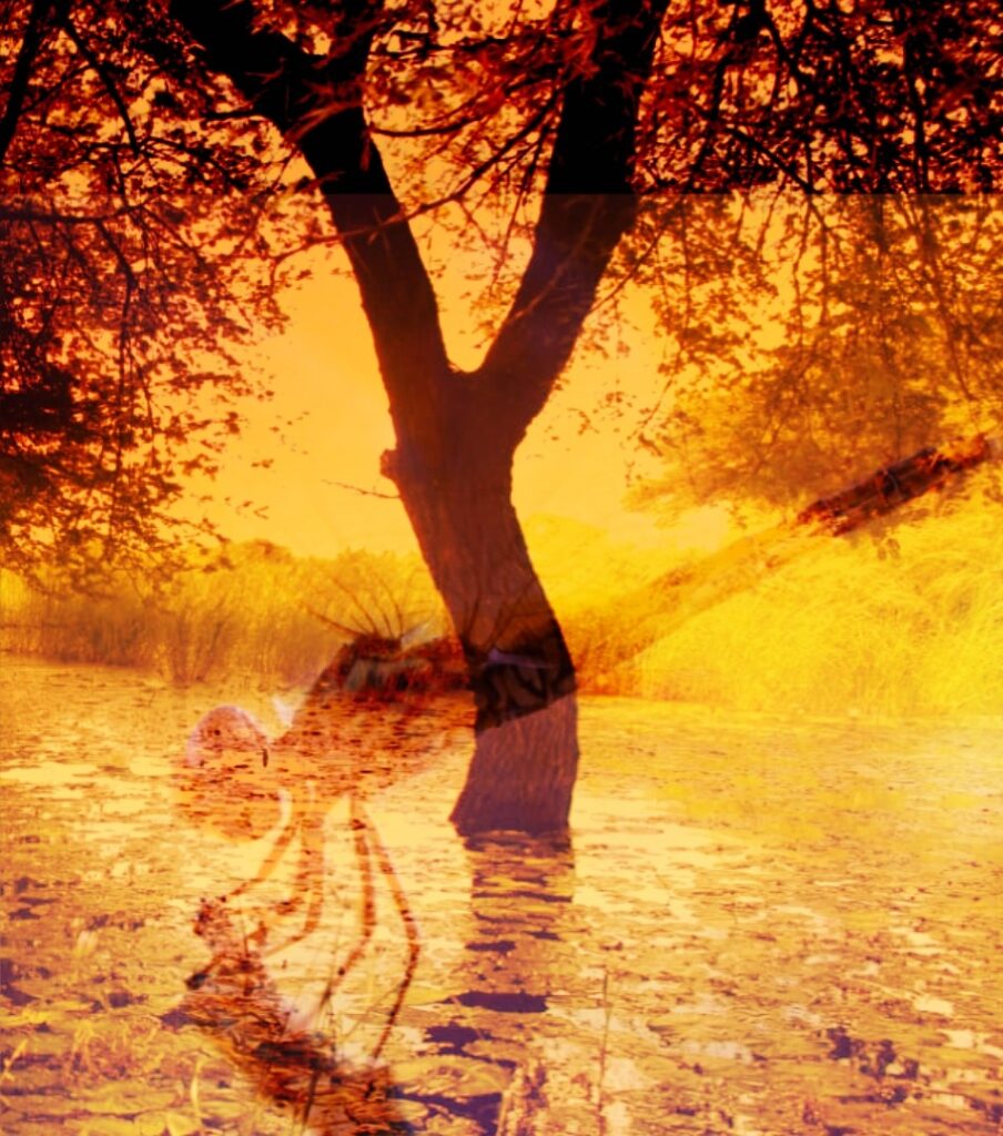 dragon fly at sunset 2