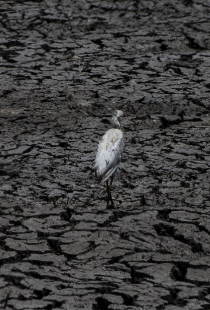wandering egret 2