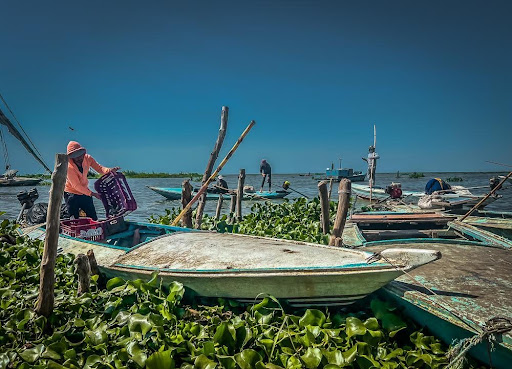 water hyacinth at lake Bullurus 2