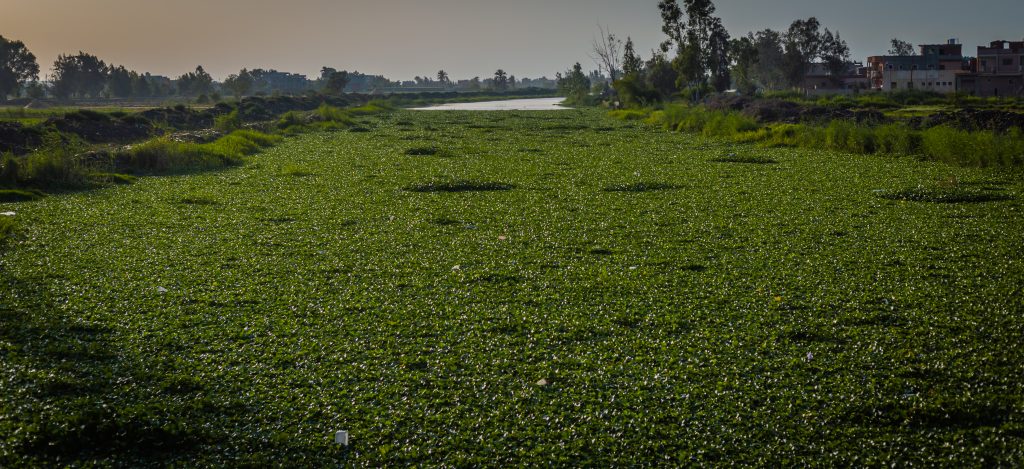 water hyacitnh Lake Bulurus
