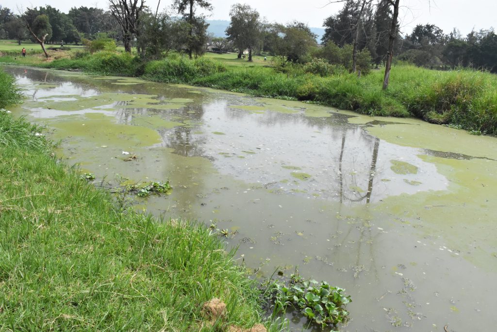 Algae spotten in River Kisat Kisumu