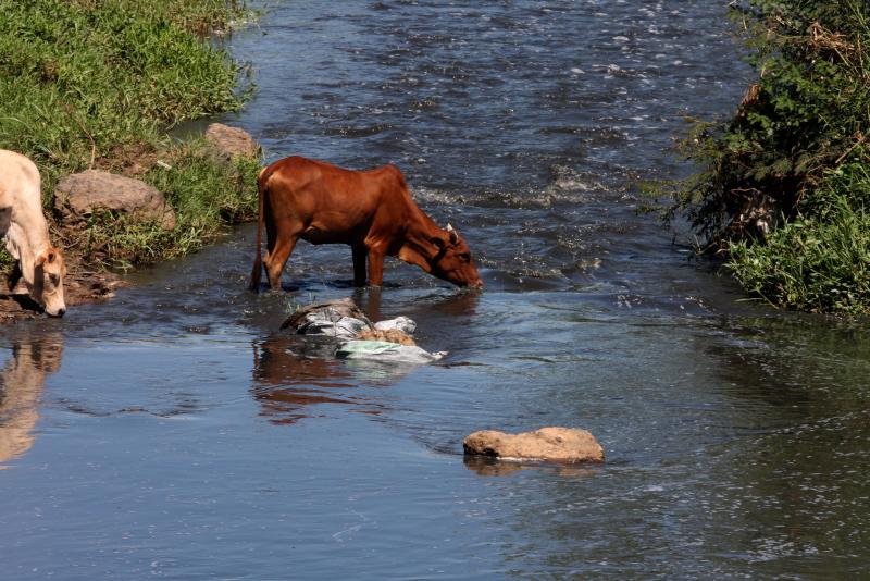 Animal drinks in polluted River Auji that drains into Lake Victoria