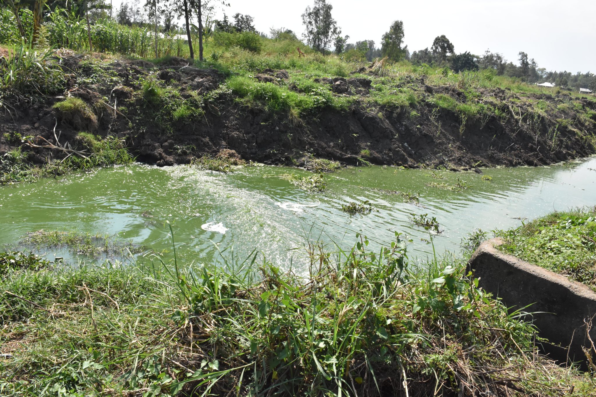 Stabilized sewer waters joins river Auji upstream at Nyalenda before entering the lake