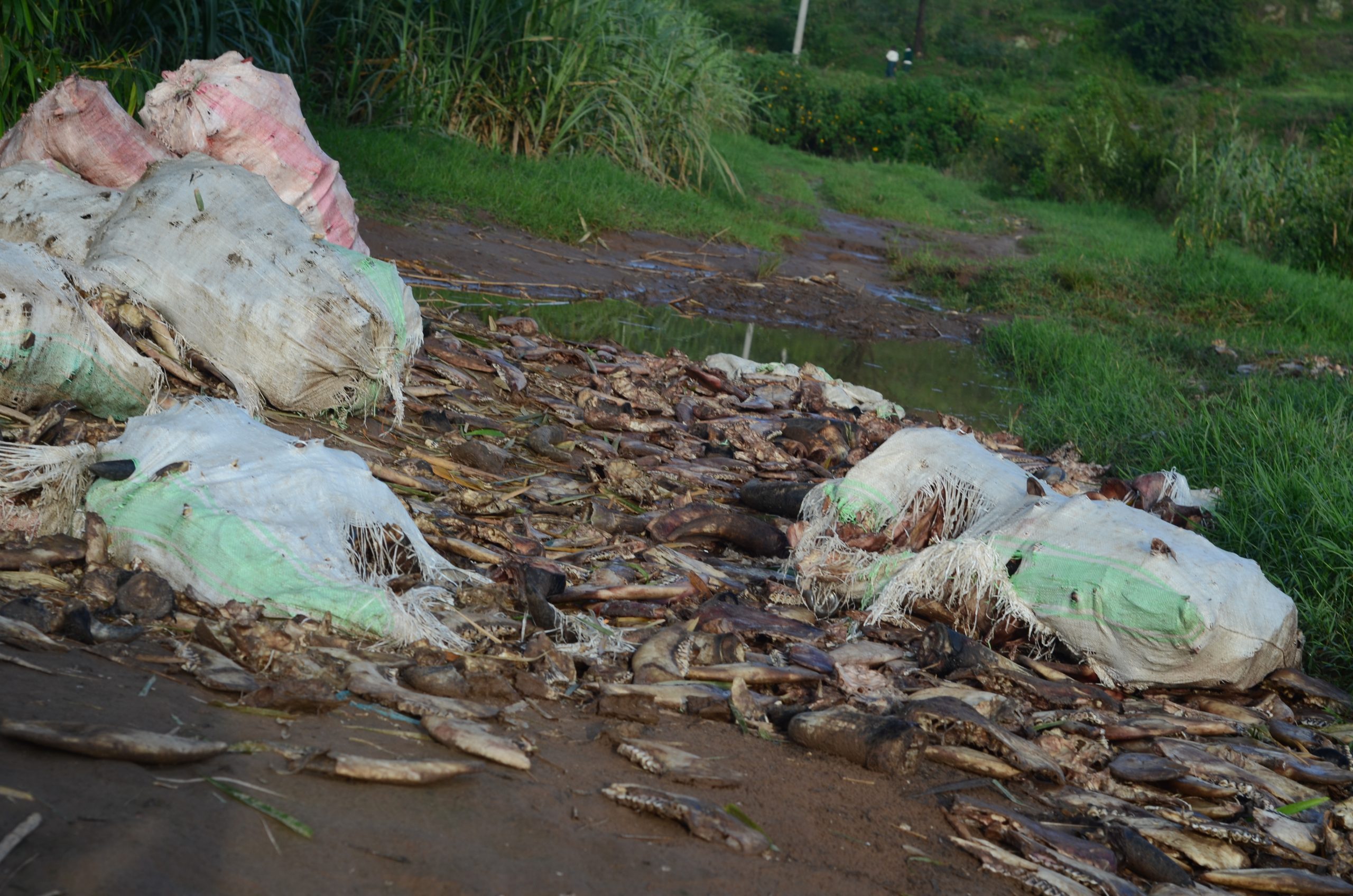 wastes of bones are thrown in Nyabarongo by unknown peaple scaled 4