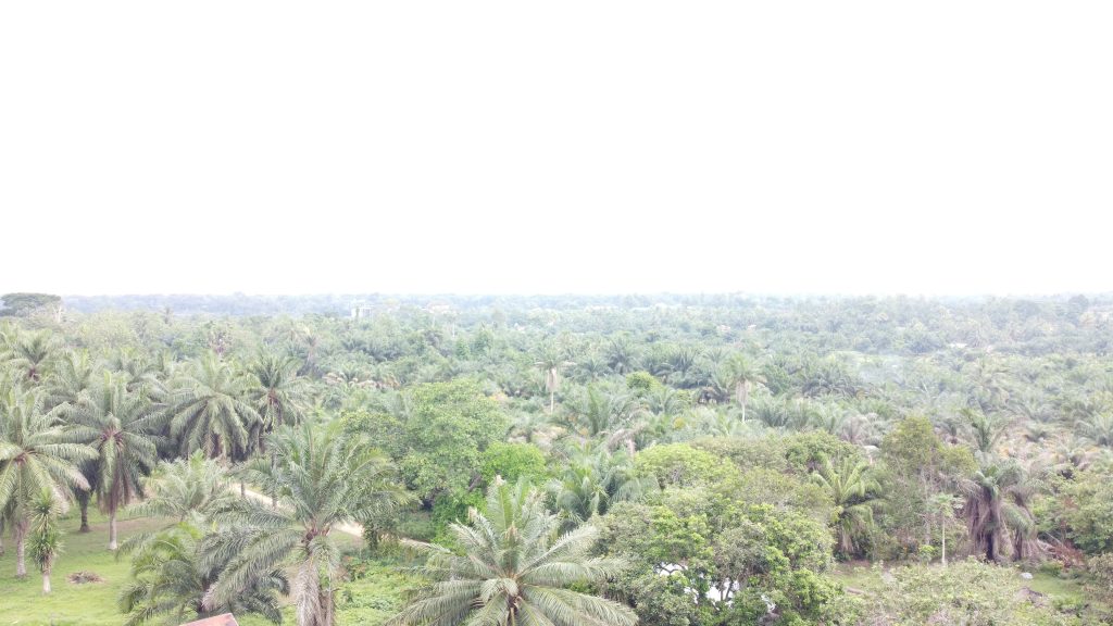 Aerial view of the PHC plantation in Botekajpg