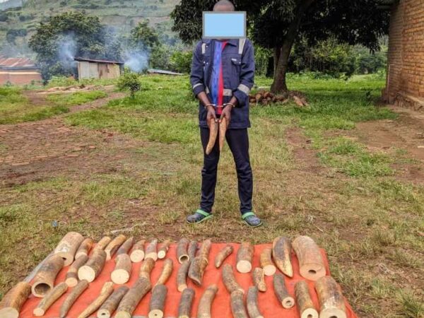 Les principaux trafiquants d’ivoire au Rwanda restent intouchables, seuls les citoyens ordinaires subissent les conséquences.