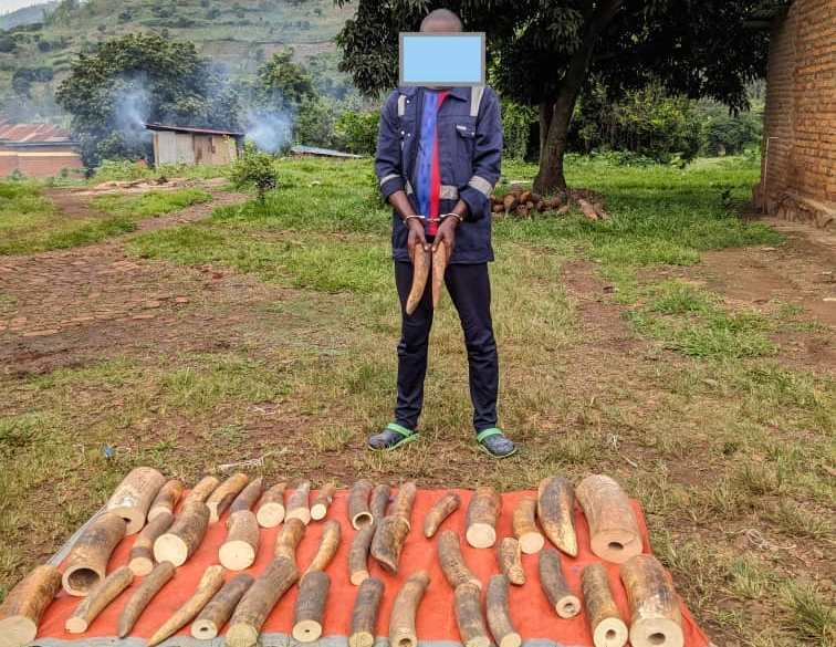 An Ivory trafficker arrested in Rwanda in early 2024