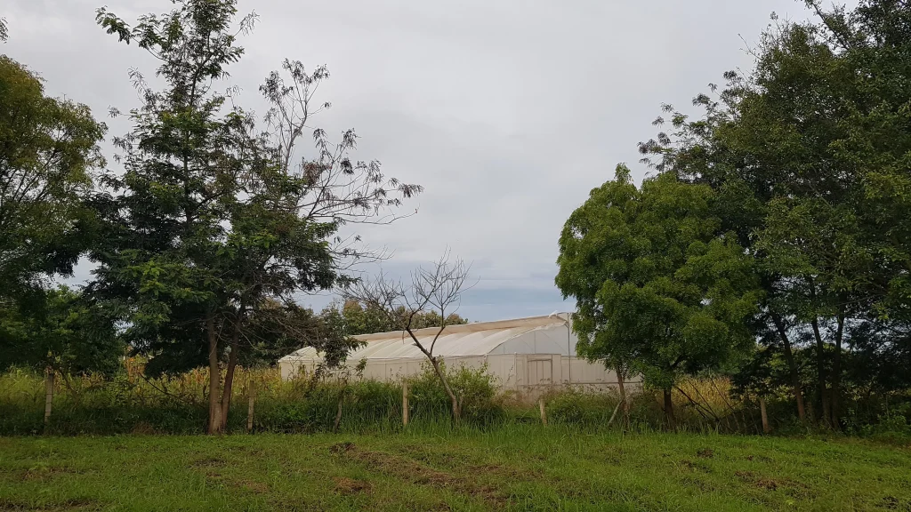 Green house at the diocese