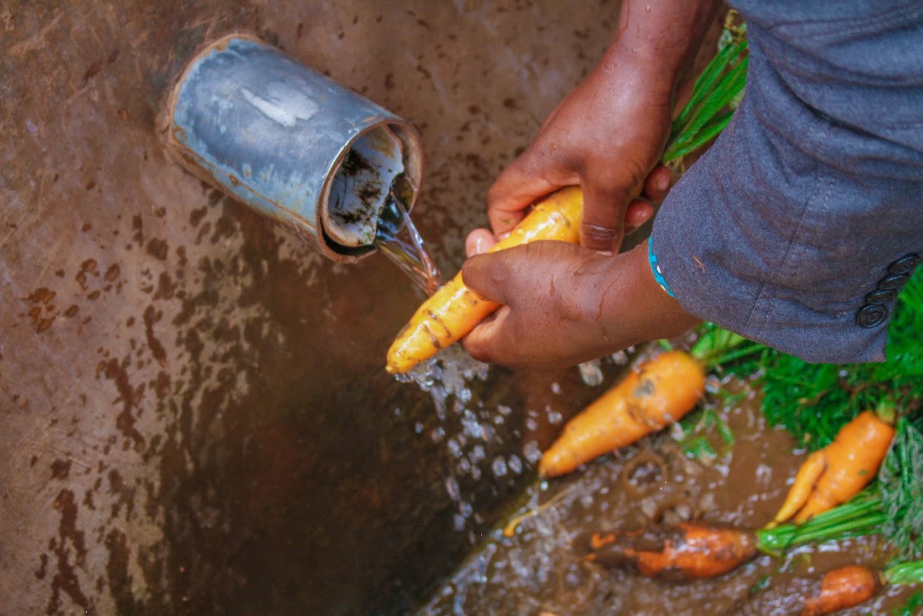 Indigenous technique being used by the people of the Elgon Aquifer is not only supports biodiversity but also ensures that water is available during dry seasons. 2