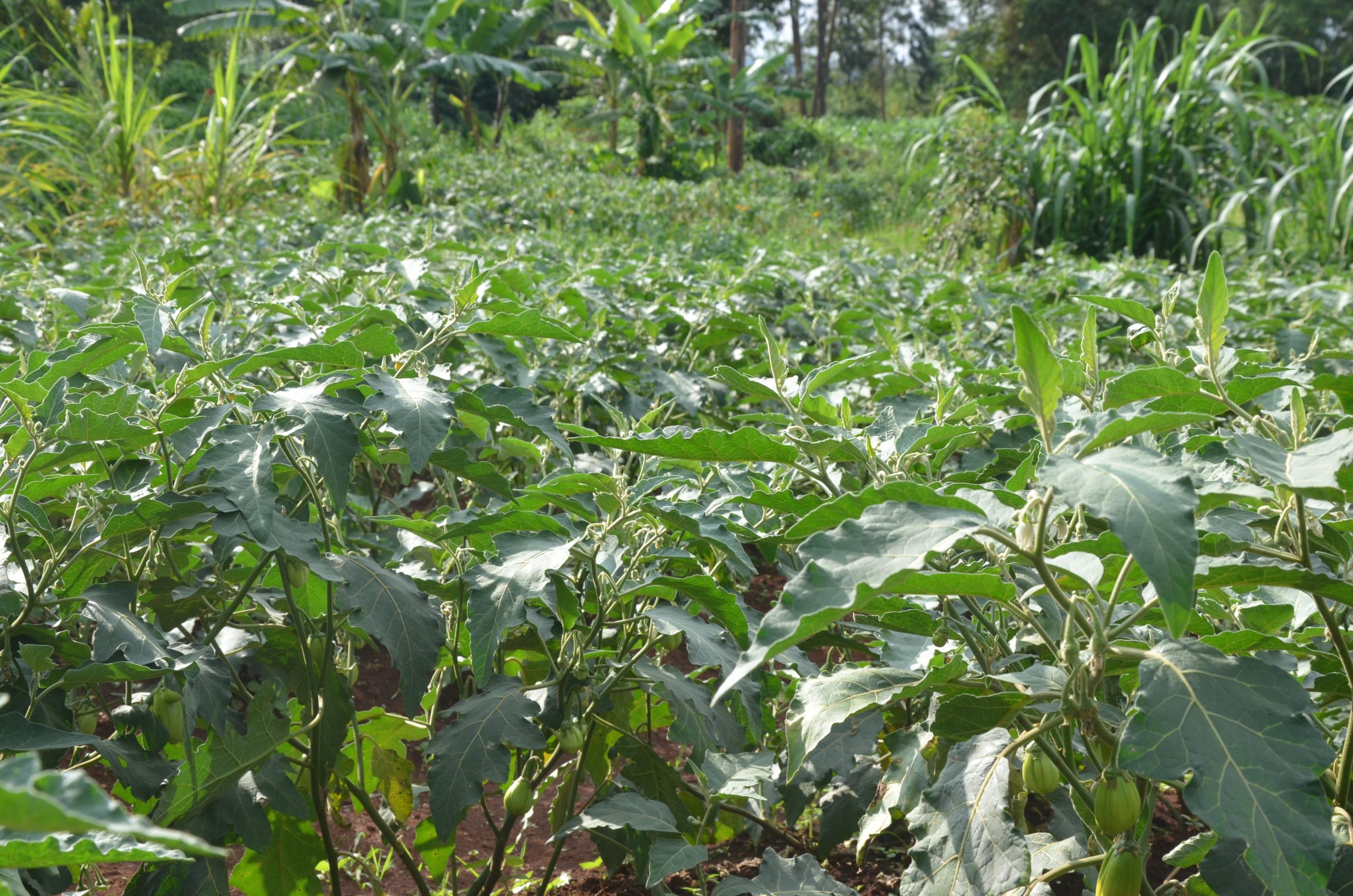 Kagera farmers scaled 1