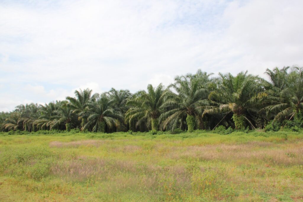 PHC palm groves in the locality of Boteka in the territory of Ingende in the Province of Equateur scaled 1