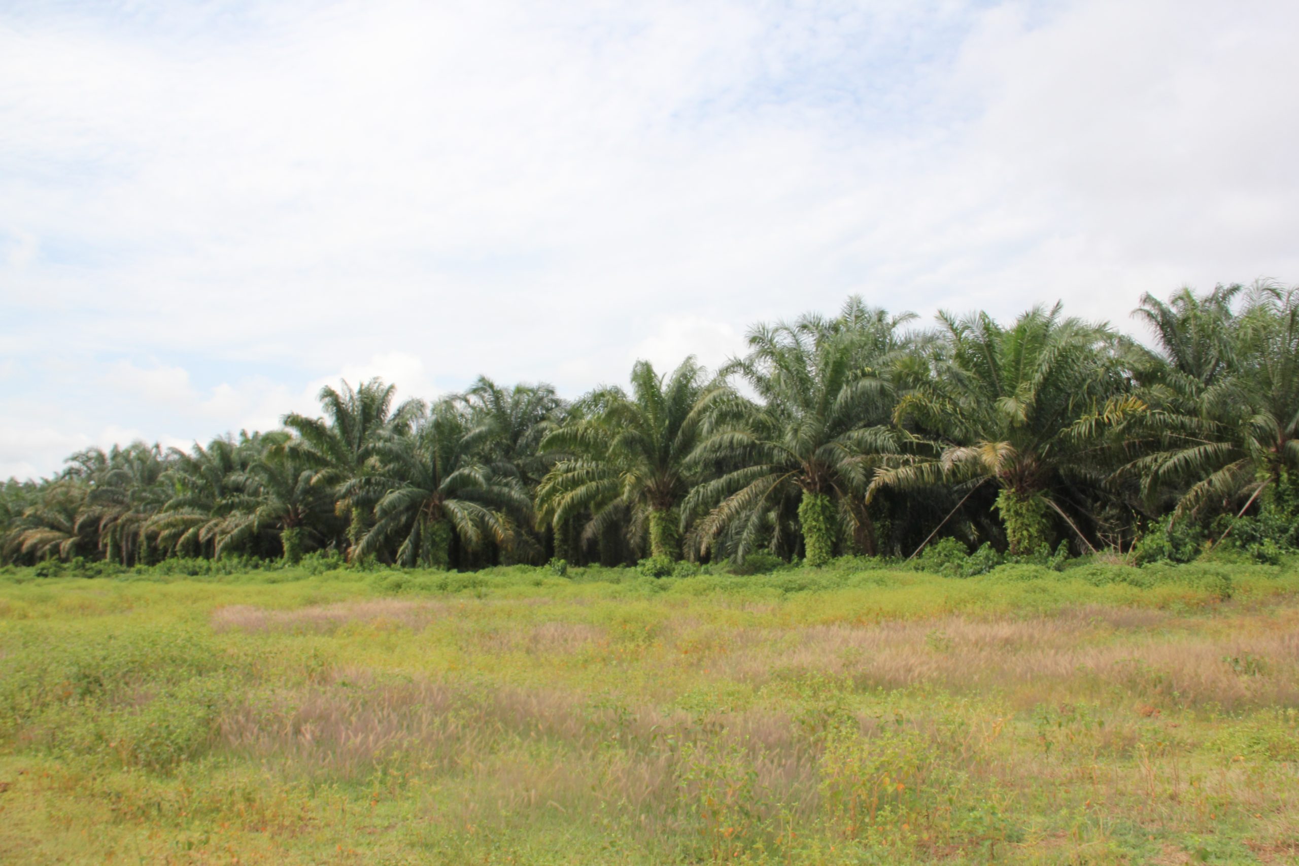 PHC palm groves in the locality of Boteka in the territory of Ingende in the Province of Equateur scaled 1