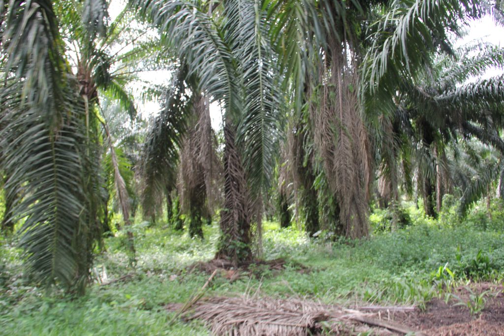 Some Oil Palm Trees from a Boteka Resident