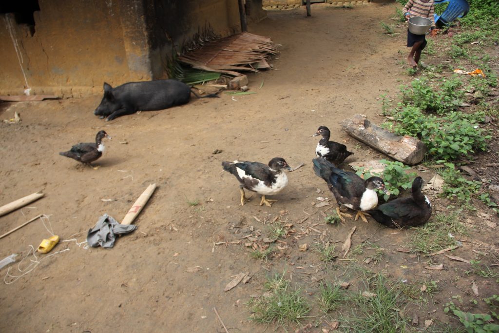 Some domestic animals in the yard of a house in Loonga