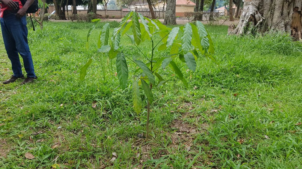 The newly planted trees