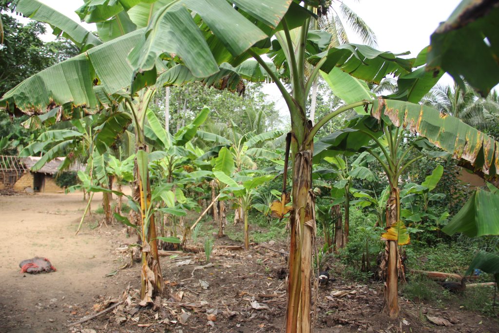 To meet the food needs of the inhabitants of Boteka banana cultivation is carried out in small spaces